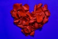 Red heart made of red rose petals isolated on a blue background. Royalty Free Stock Photo