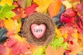 Red heart in nest on Maple Leaves Mixed Fall Colors Background Royalty Free Stock Photo