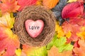 Red heart in nest on Maple Leaves Mixed Fall Colors Background Royalty Free Stock Photo