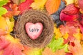 Red heart in nest on Maple Leaves Mixed Fall Colors Background Royalty Free Stock Photo