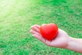 Red heart in the palm of the hand, in the background of a bright green grass garden Royalty Free Stock Photo