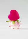 Red heart on pink rose turned upside down. Minimalist concept of love on gray background Royalty Free Stock Photo
