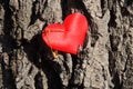Red heart pinned to the tree bark with a gold pin       . Royalty Free Stock Photo