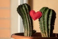 Red heart shape in a green cactus and bokeh