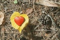 Red heart shape toy on the ground in the forest Royalty Free Stock Photo