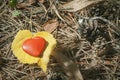 Red heart shape toy on the ground in the forest Royalty Free Stock Photo