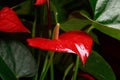 The red heart-shaped anthurium flower is the flamingo flower, Anthurium andreanum, a symbol of male happiness and well