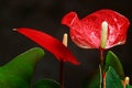 The red heart-shaped anthurium flower is the flamingo flower, Anthurium andreanum, a symbol of male happiness and well