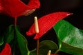 The red heart-shaped anthurium flower is the flamingo flower, Anthurium andreanum, a symbol of male happiness and well