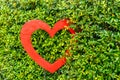 Red Heart shaped in the bush of tree Royalty Free Stock Photo