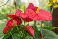 The red, heart-shaped flower of Anthuriums is really a spathe Royalty Free Stock Photo