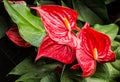 Anthuriums Royalty Free Stock Photo