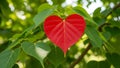 red heart shaped leaf on a tree branch with green leaves Royalty Free Stock Photo