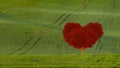 red heart shaped tree on a green field Royalty Free Stock Photo