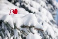 Red heart toy in snow on fir tree Royalty Free Stock Photo