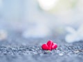 Red heart and white flower on road