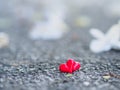 Red heart and white flower on road