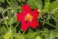 Red Heartleaf Hibiscus Flower Tucson Arizona