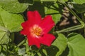 Red Heartleaf Hibiscus Flower Tucson Arizona