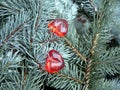 Red hearts and green branch of spruce, Valentine`s day Royalty Free Stock Photo