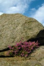 Red heather growing in a crevice between two large rocks under a blue sky