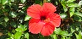Red hebiscus flower blooms on a bush on a sunny day. Royalty Free Stock Photo