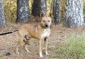 Red Heeler cattledog mixed breed dog