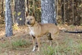 Red Heeler cattledog mixed breed dog