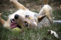 Red Heeler with her tennis ball Royalty Free Stock Photo