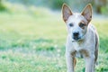 Red Heeler puppy