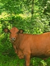 Red Heifer cow beautiful redheifer Royalty Free Stock Photo
