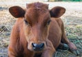 Red heifer in the pasture Royalty Free Stock Photo