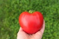 Red heirloom tomato in hand, heart shape, Oxheart Royalty Free Stock Photo