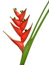 Red Heliconia bihai flower, bird of paradise flower