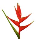 Red Heliconia bihai flower, bird of paradise flower