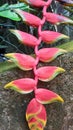 Red Heliconia chartacea in raindrops hangs on a concrete slab. Garden.Summer.