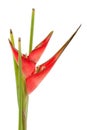 Red heliconia flower