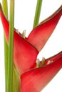 Red heliconia flower