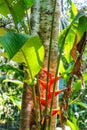 Red Heliconia Flower Royalty Free Stock Photo