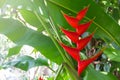 Red heliconia flower blooming on a tree in the garden. Royalty Free Stock Photo