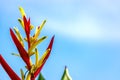 Red Heliconia Flower in Blue Sky Royalty Free Stock Photo