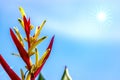 Red Heliconia Flower in Blue Sky with Star-shaped Sun Royalty Free Stock Photo