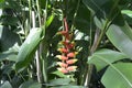 Red Heliconia in the bush