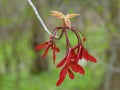 Red Helicopter Seeds Growing On A Twig