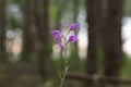 Red Helleborine, Cephalanthera rubra, pine forest in the background