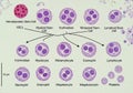 A red hematopoietic stem cell at the top branches into different lineages Royalty Free Stock Photo