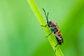 Red hemiptera in green nature Royalty Free Stock Photo