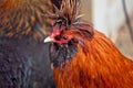 red hen in biofarm outdoor Royalty Free Stock Photo