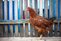 Red hen at the fence Royalty Free Stock Photo