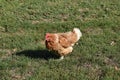 Red hen on the green grass Royalty Free Stock Photo